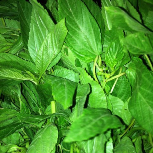 Friss Molokhia 200g