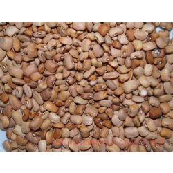 African Brown Beans – Afrikai barna bab