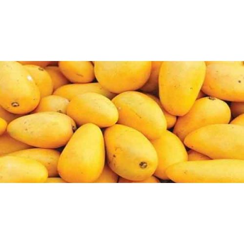 Pakisztáni Honey Mangó – Friss mézédes mangó 4kg+
